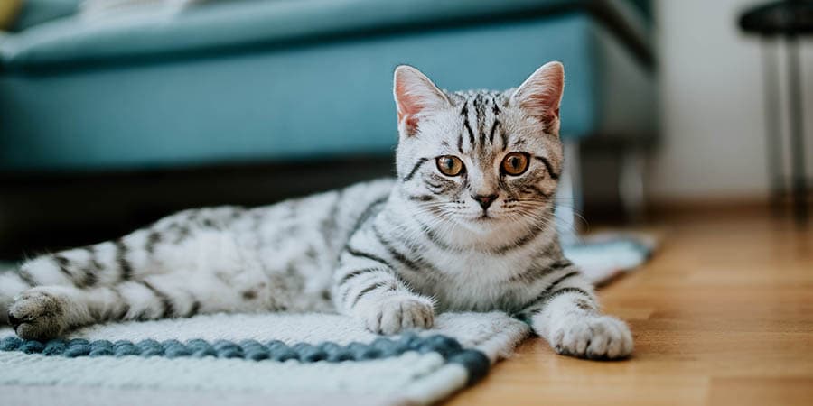 Cat laying in home