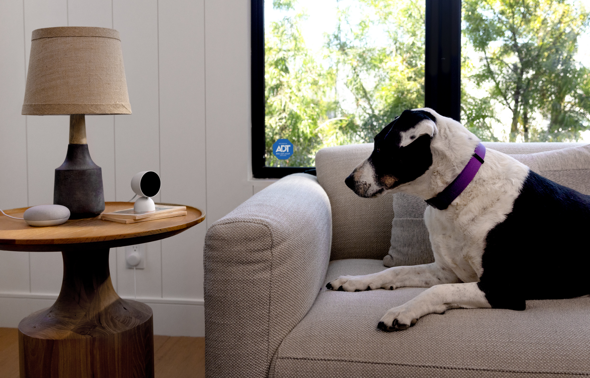 Dog sitting on the couch next to Nest Indoor Cam on the side table